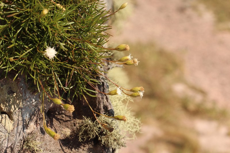 Praxelis chiquitensis