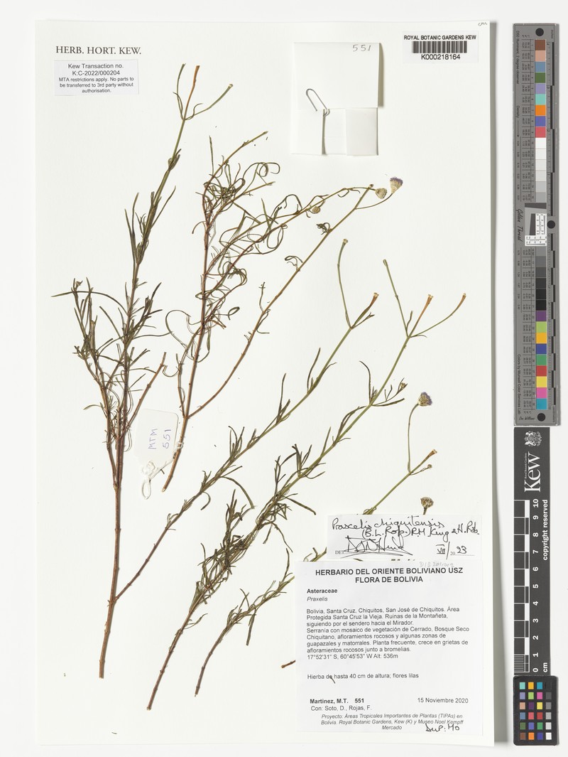 Praxelis chiquitensis photo 2
