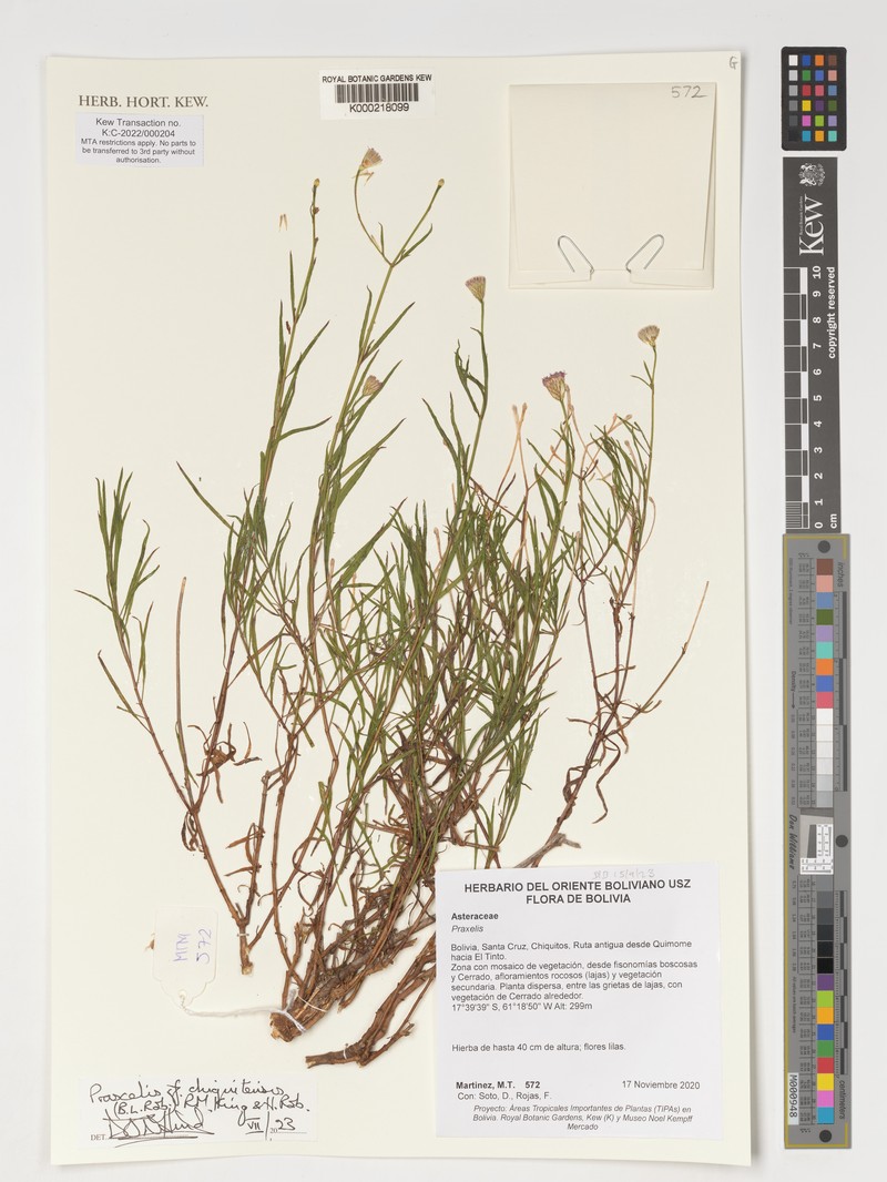 Praxelis chiquitensis photo 3
