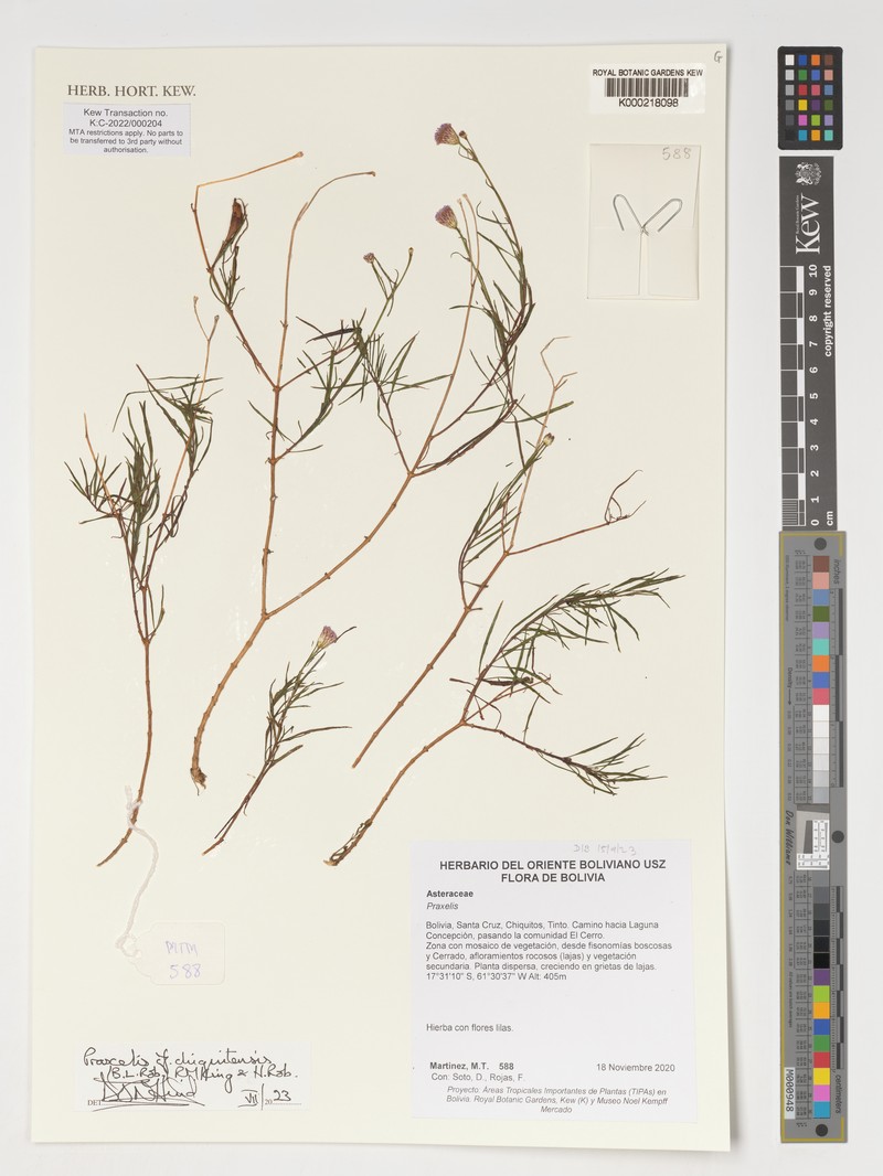 Praxelis chiquitensis photo 4