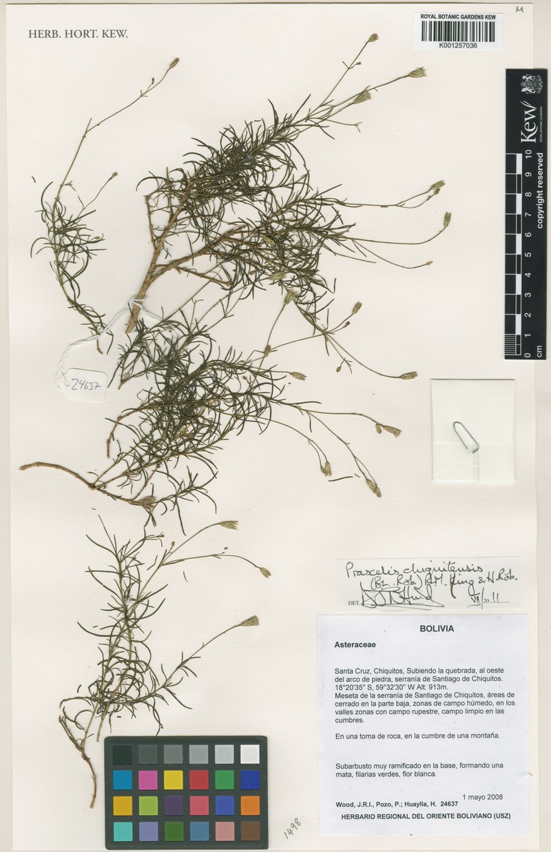 Praxelis chiquitensis photo 5