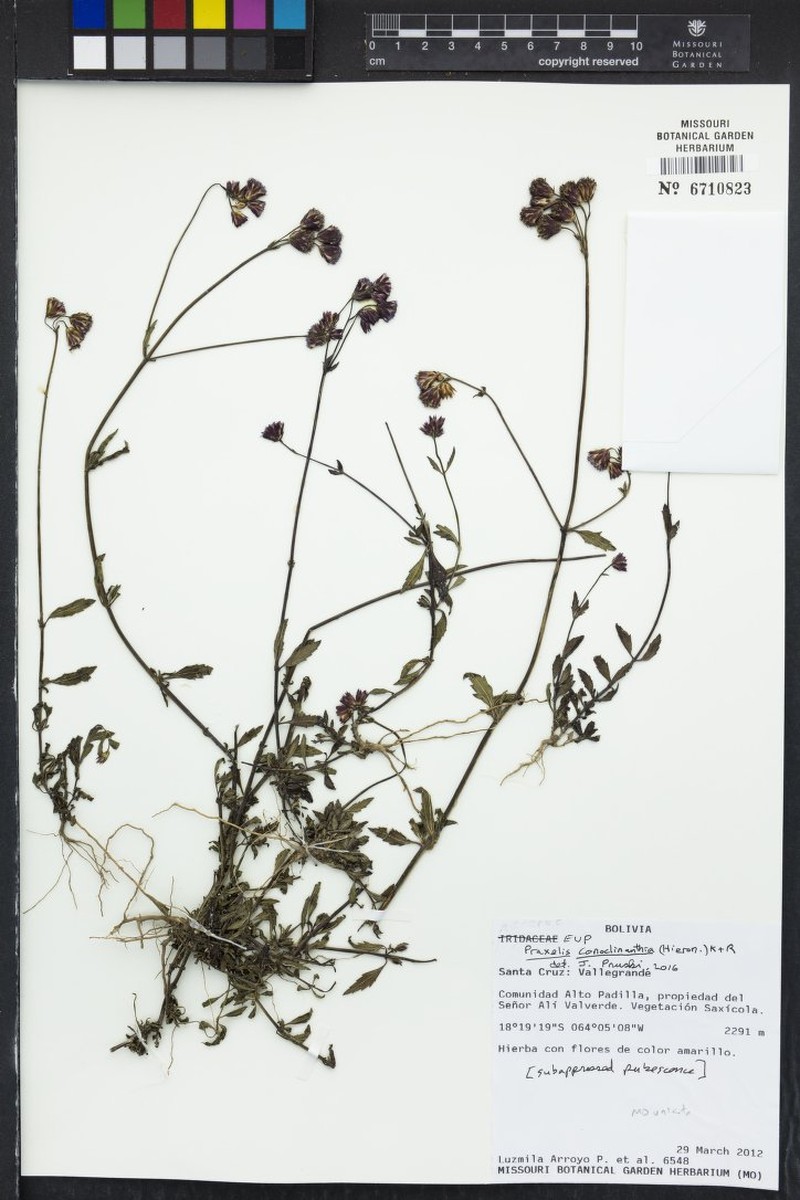 Praxelis conoclinanthia