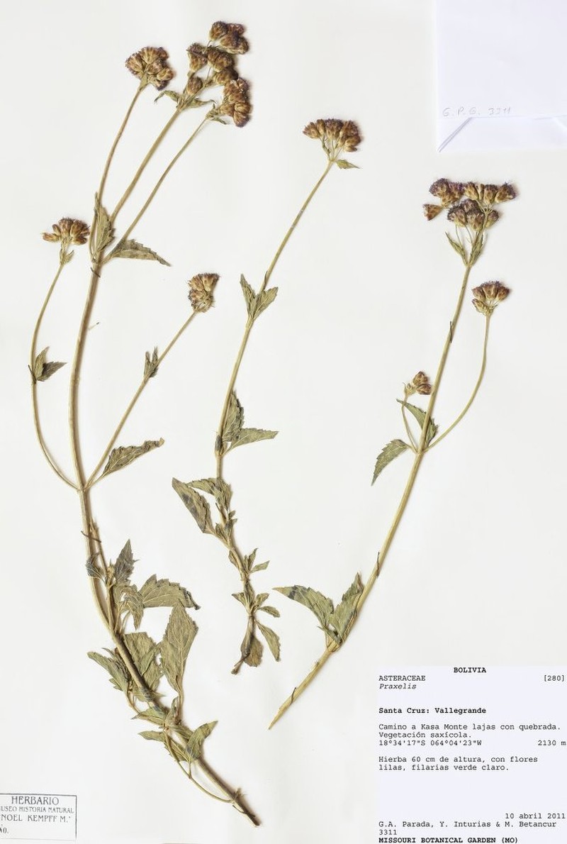 Praxelis conoclinanthia photo 2