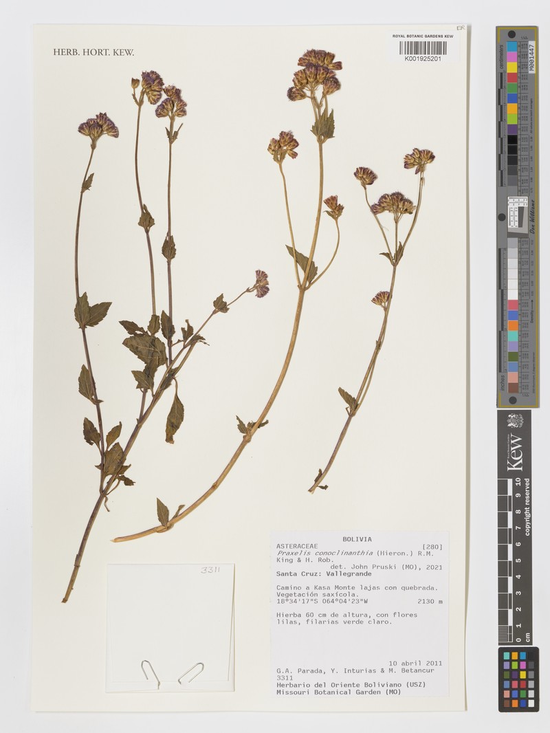 Praxelis conoclinanthia photo 4