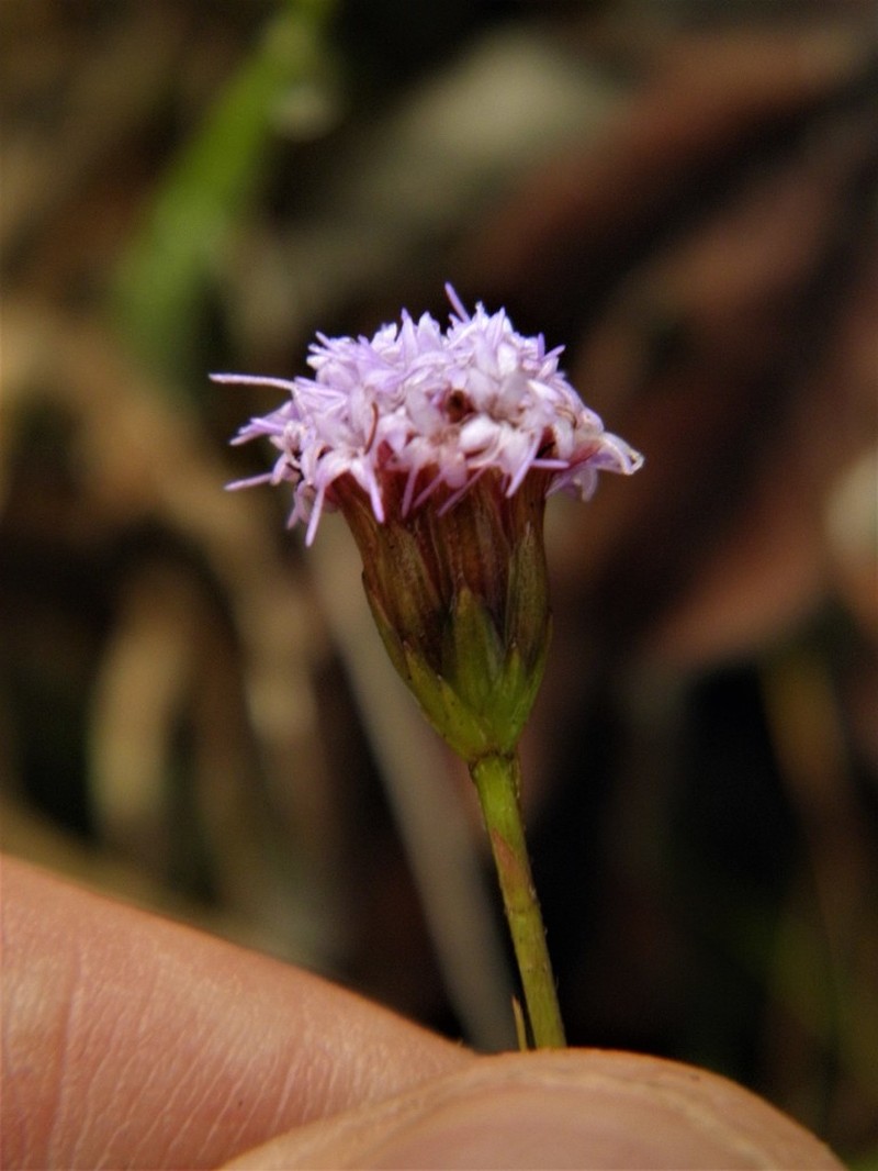 Praxelis decumbens
