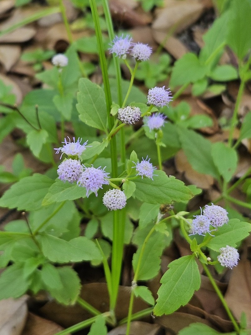 Praxelis diffusa