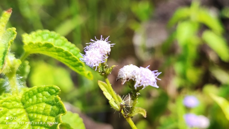 Praxelis diffusa photo 2