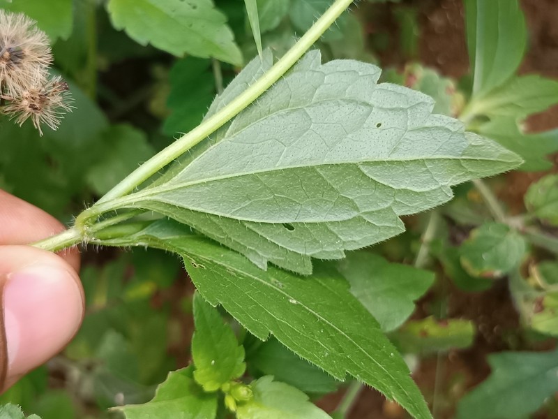 Praxelis diffusa photo 3
