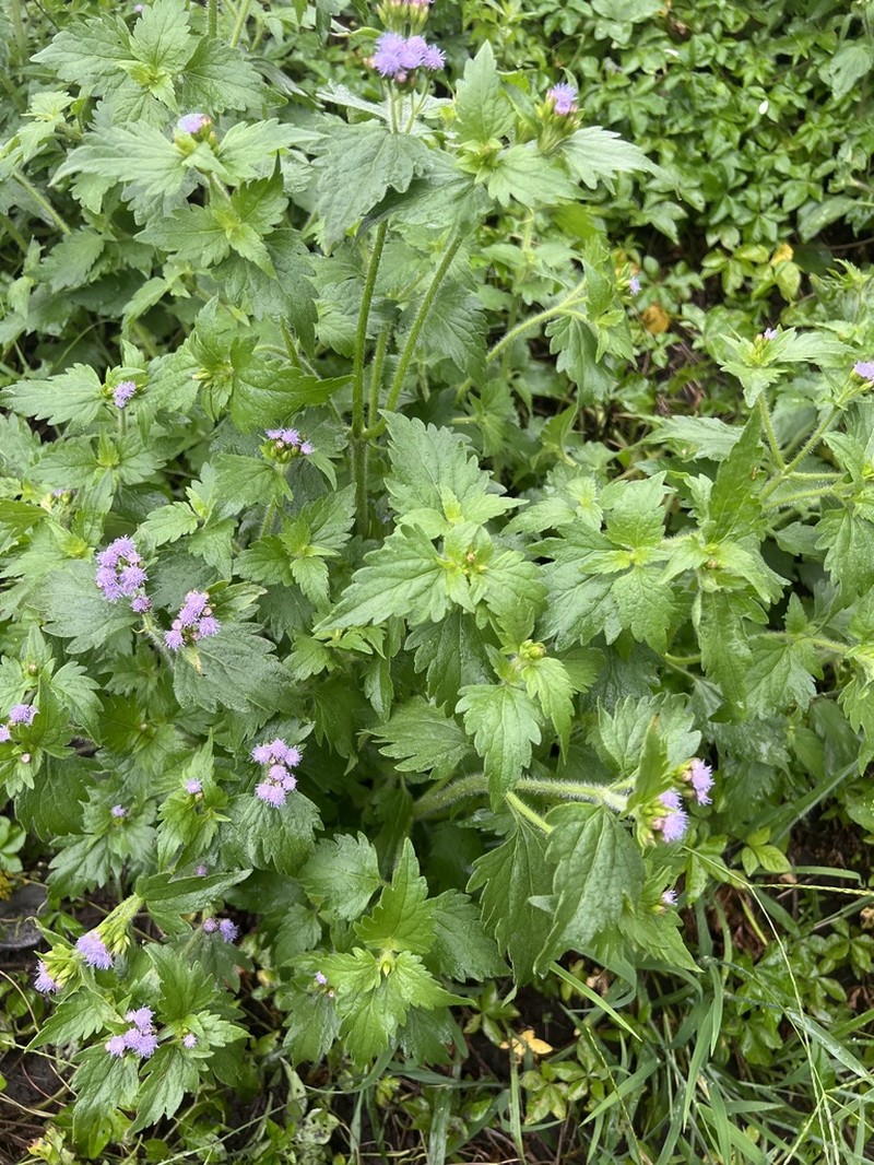 Praxelis diffusa photo 5
