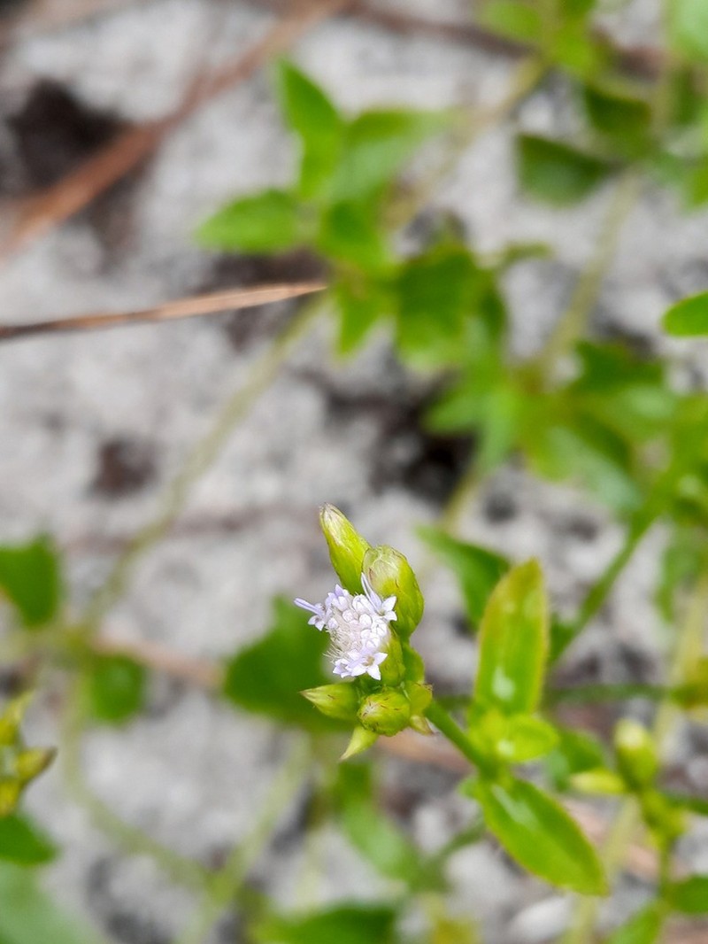 Praxelis diffusa photo 6