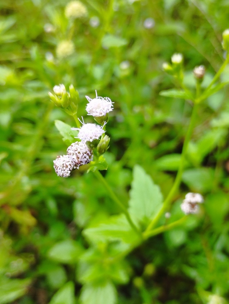 Praxelis diffusa photo 7