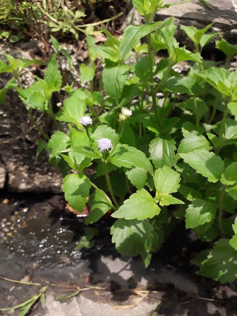 Praxelis diffusa photo 8