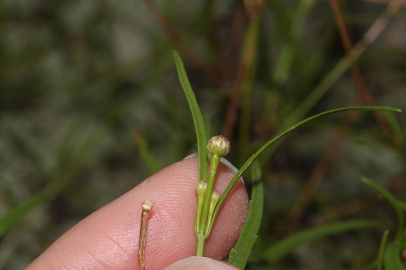 Praxelis insignis