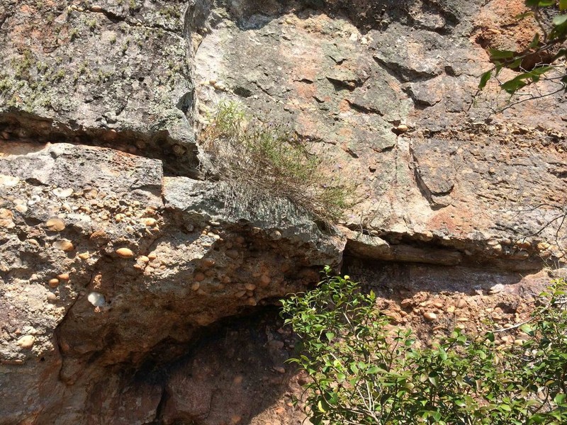 Praxelis insignis photo 2