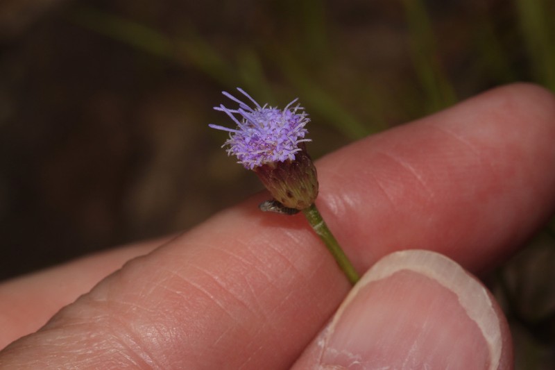 Praxelis insignis photo 3