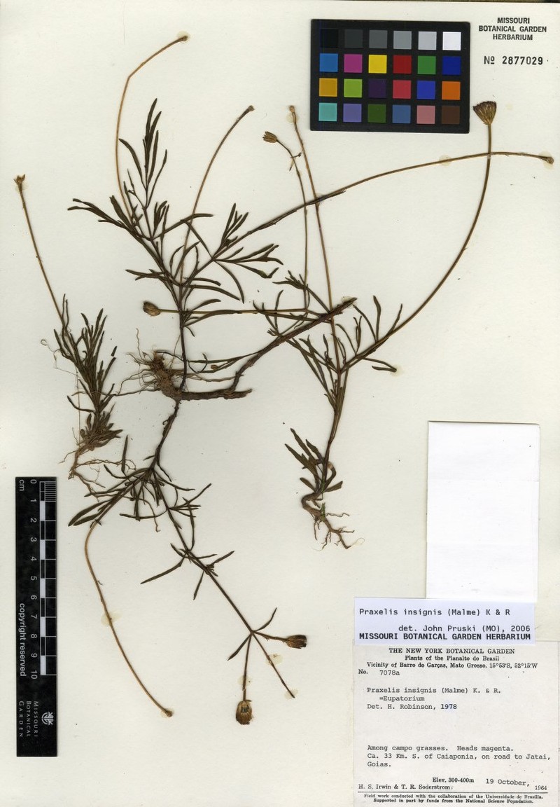 Praxelis insignis photo 4