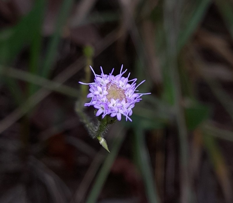 Praxelis kleinioides