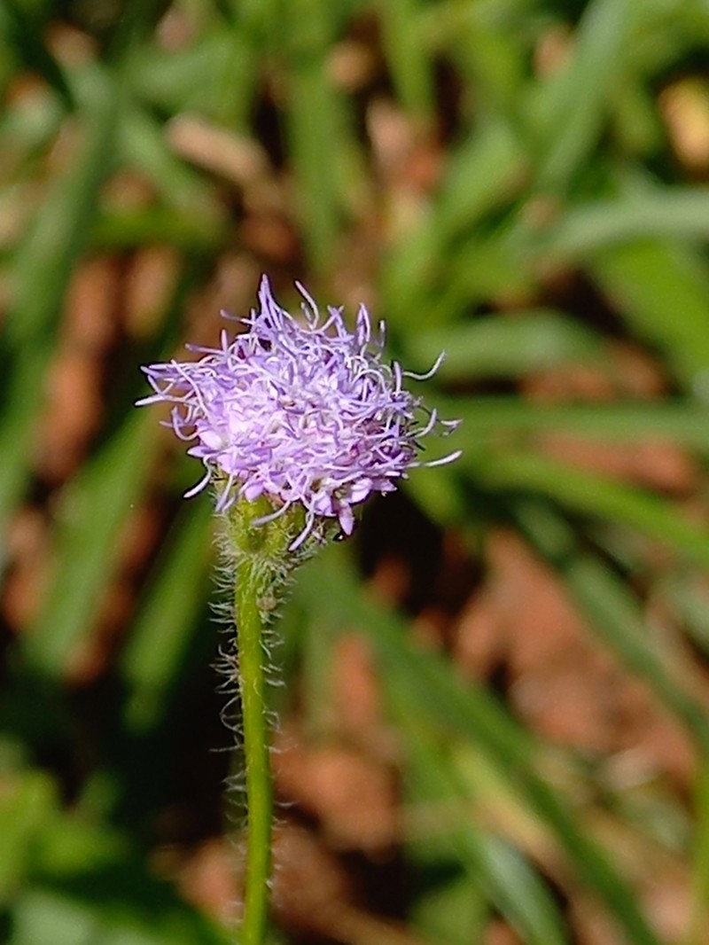 Praxelis kleinioides photo 2