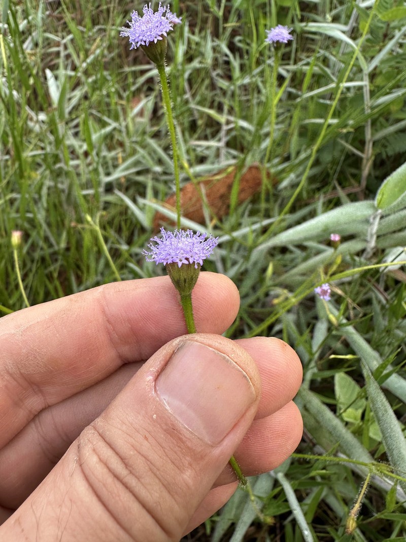 Praxelis kleinioides photo 3