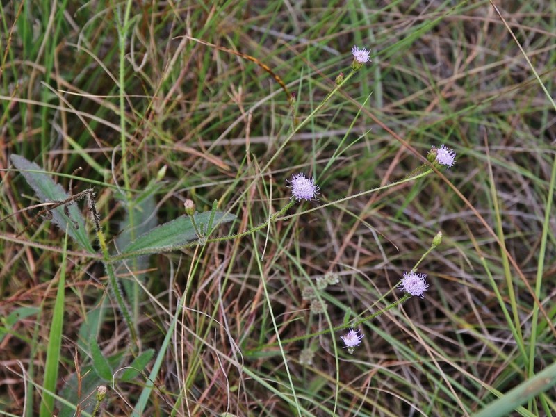 Praxelis kleinioides photo 4