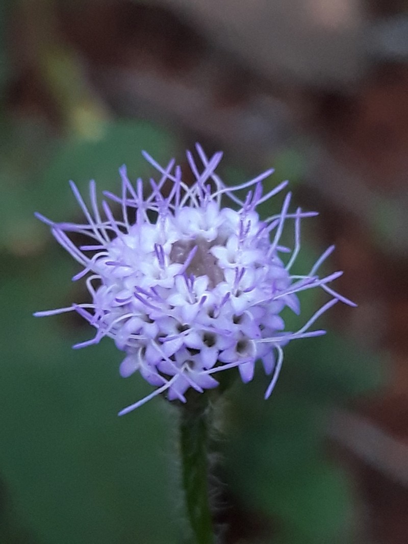 Praxelis kleinioides photo 5