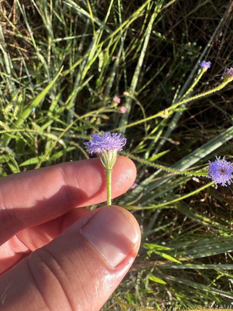Praxelis kleinioides photo 6