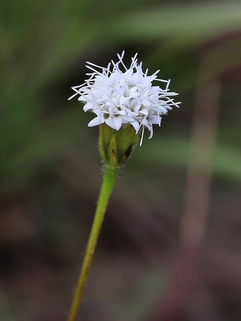 Praxelis kleinioides photo 7