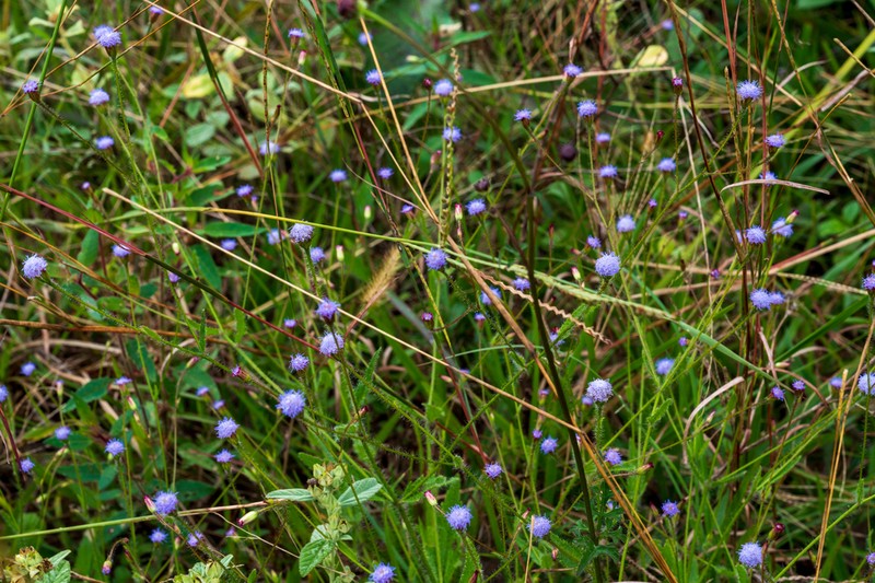 Praxelis kleinioides photo 8