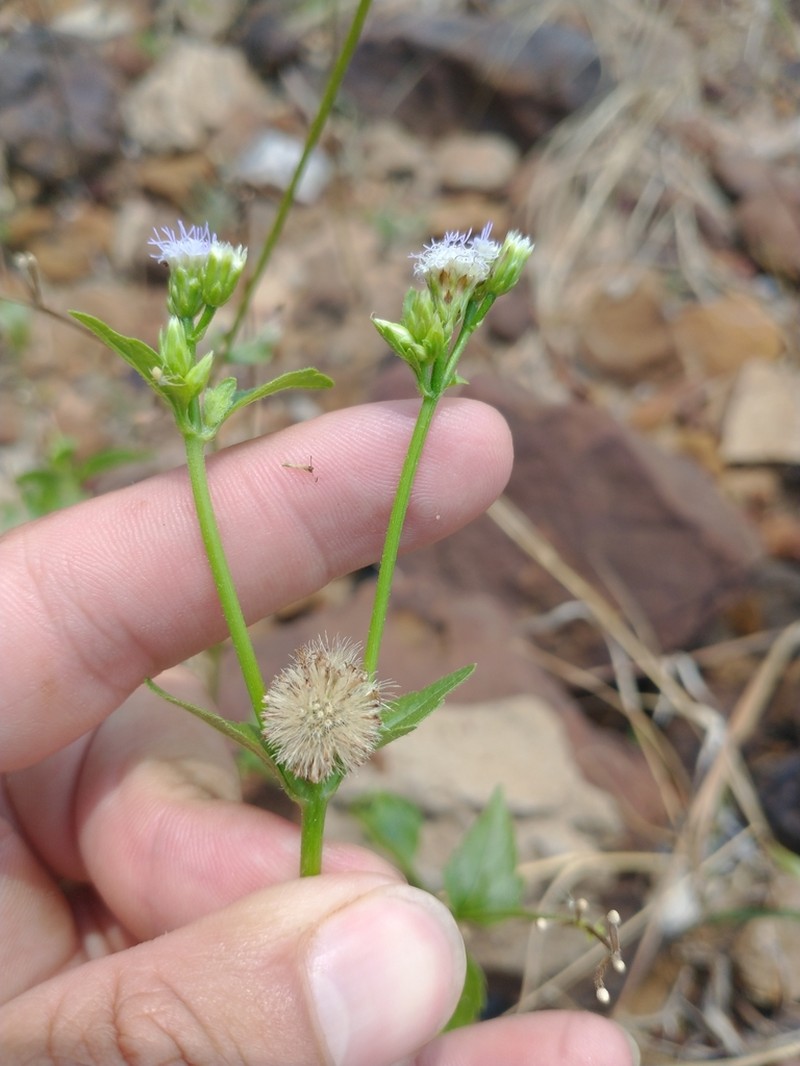 Praxelis ostenii