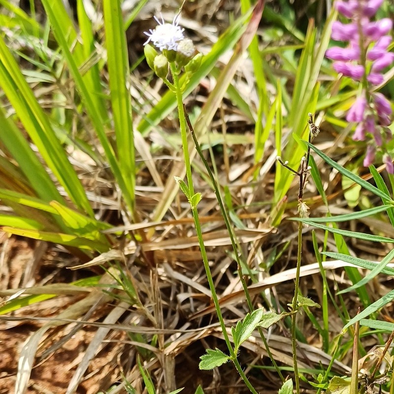 Praxelis ostenii photo 2