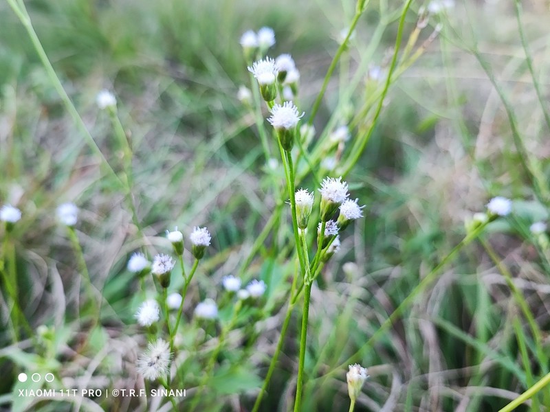 Praxelis ostenii photo 4