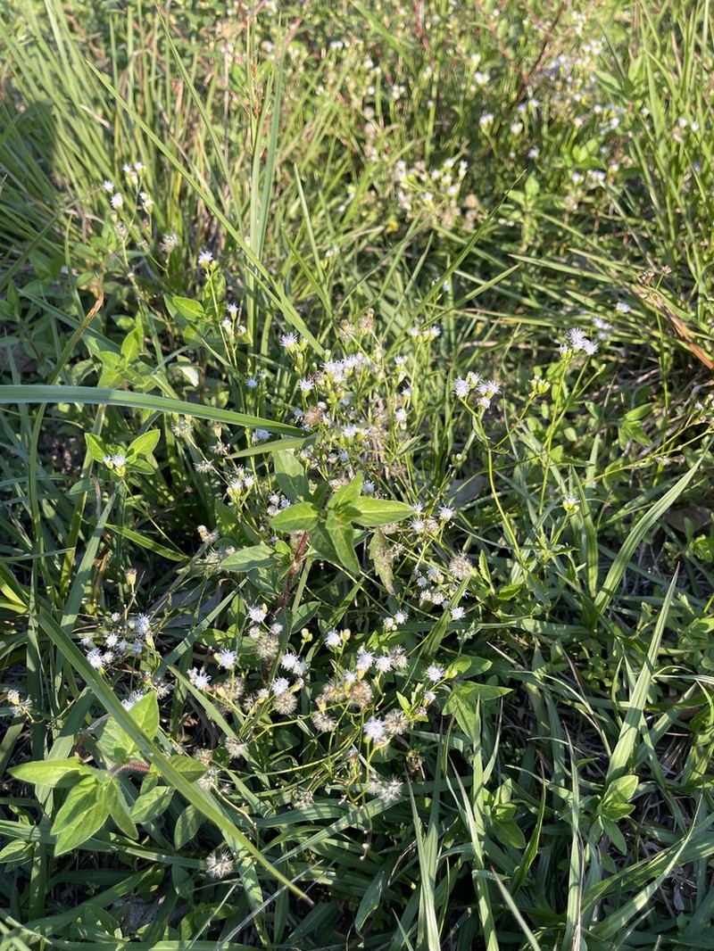 Praxelis ostenii photo 5