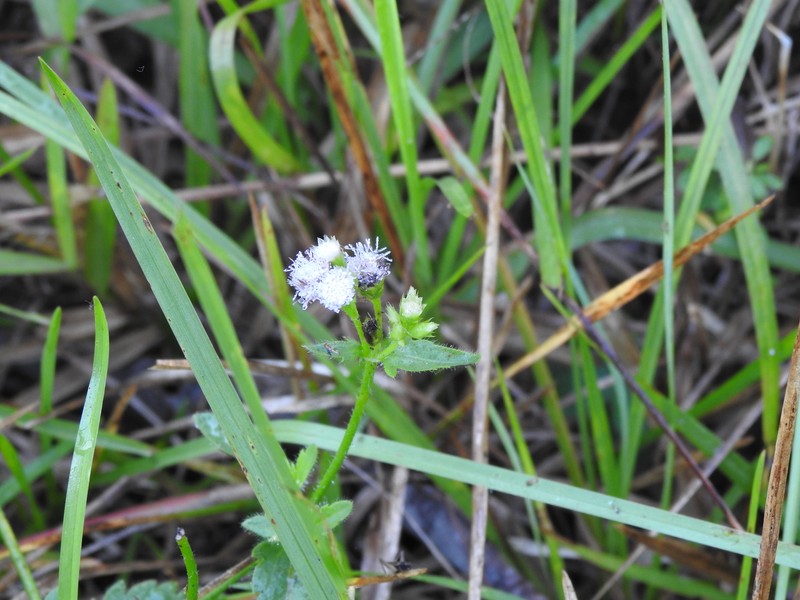 Praxelis ostenii photo 6