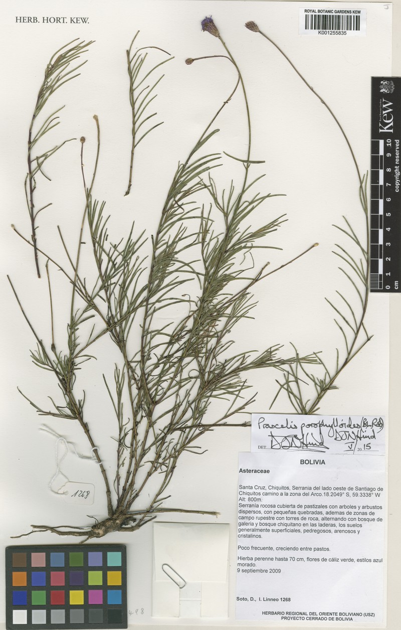 Praxelis porophylloides