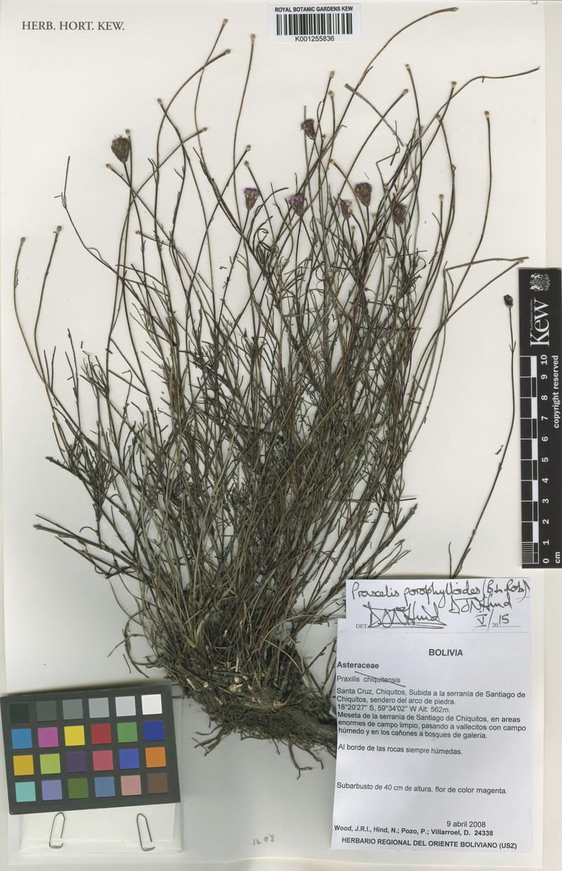 Praxelis porophylloides photo 2