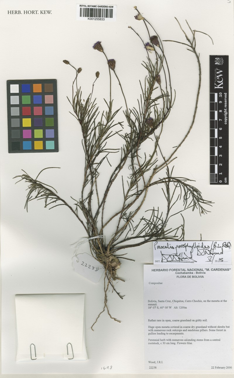 Praxelis porophylloides photo 3