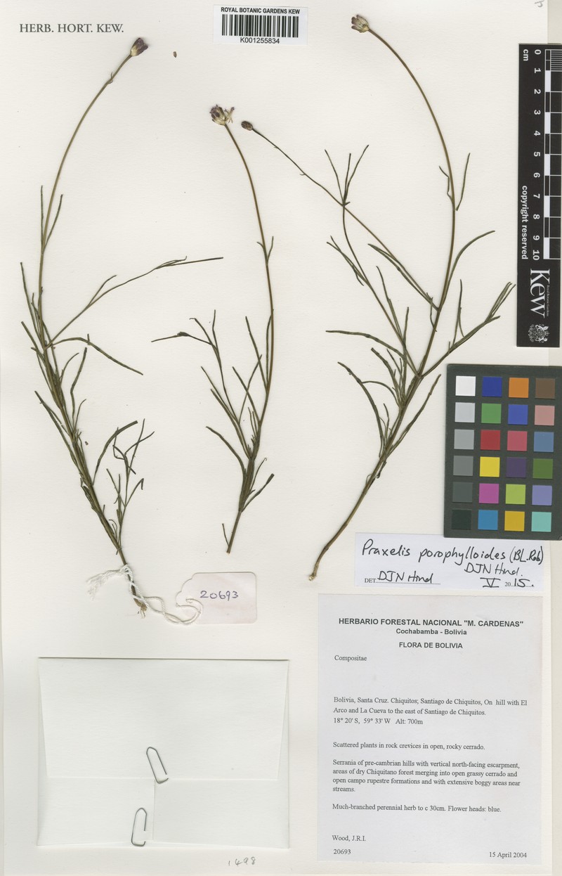 Praxelis porophylloides photo 4