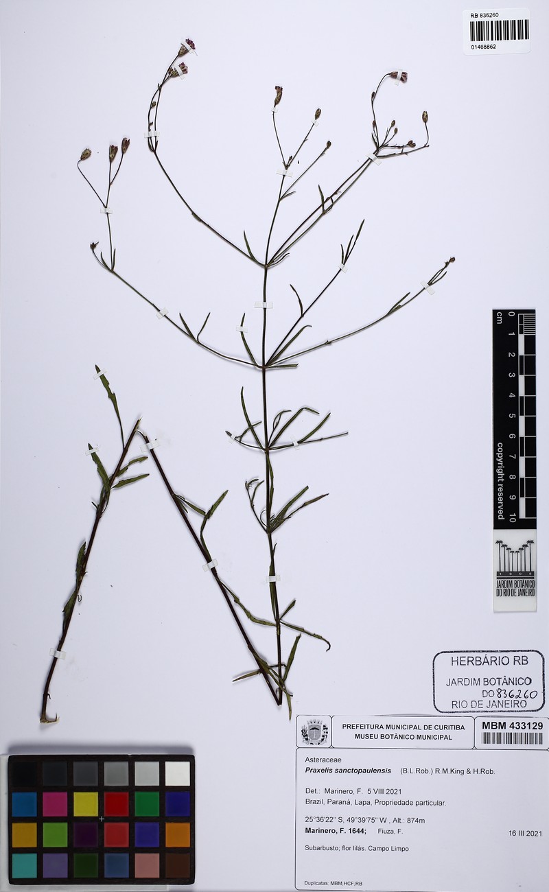 Praxelis sanctopaulensis