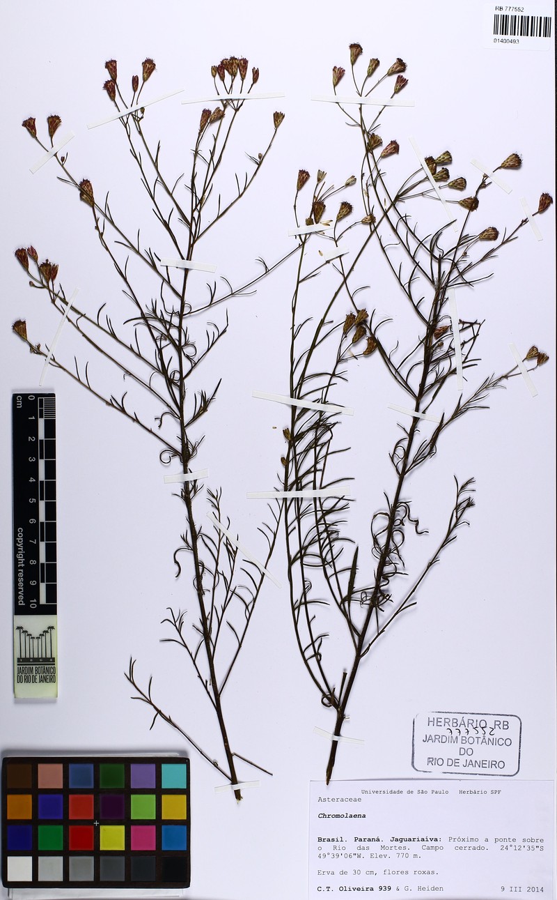 Praxelis sanctopaulensis photo 3