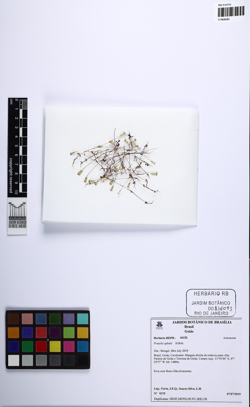 Praxelis splettii