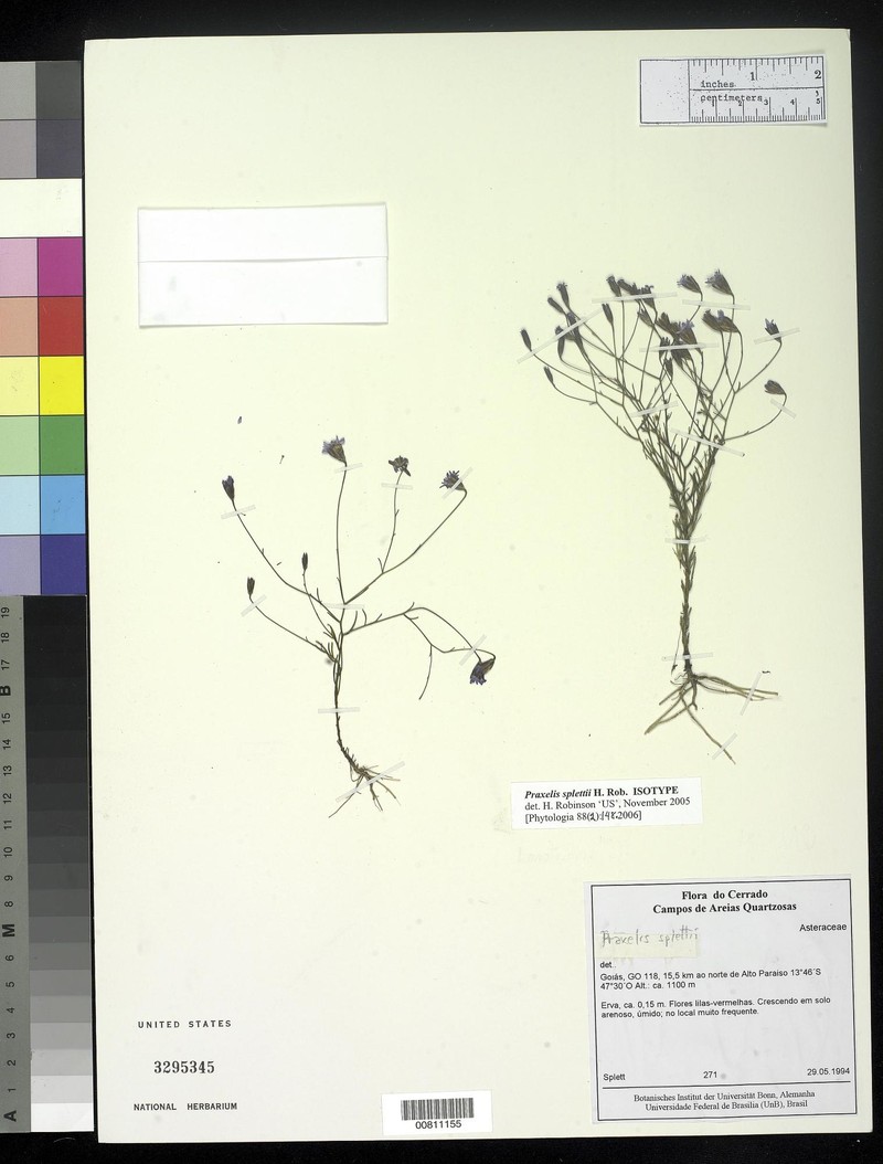 Praxelis splettii photo 2