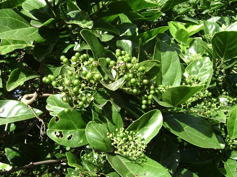 Premna