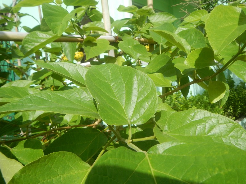 Fragrant Premna