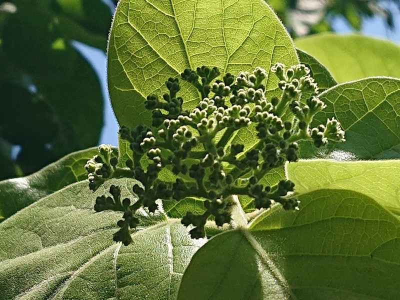 Fragrant Premna photo 2