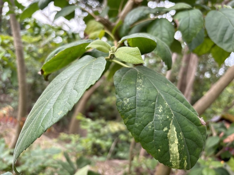 Fragrant Premna photo 3