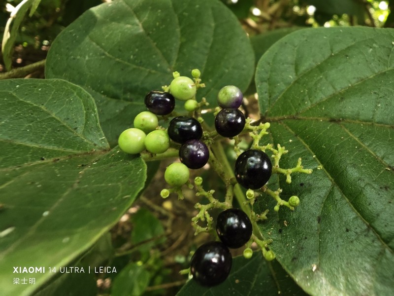 Fragrant Premna photo 4