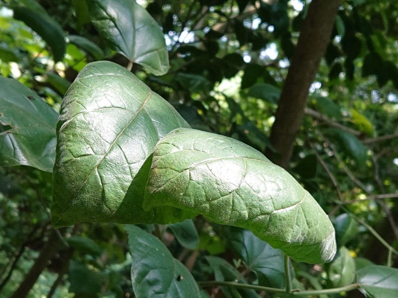 Fragrant Premna photo 5