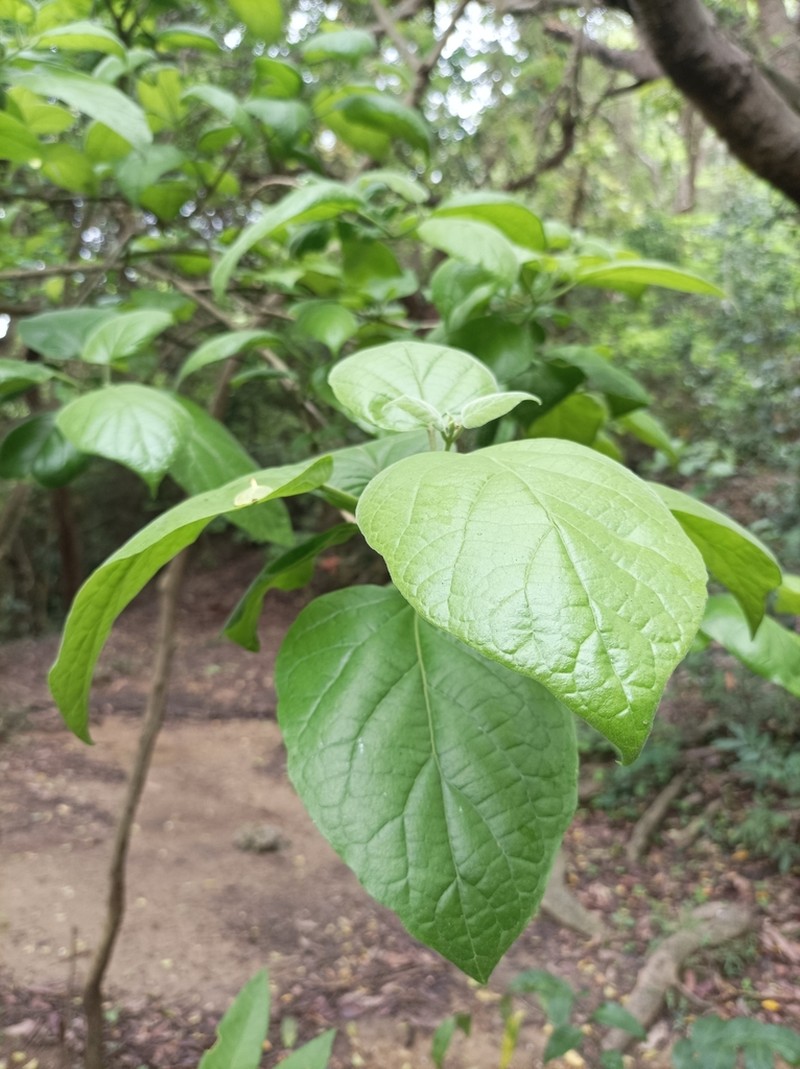 Fragrant Premna photo 6