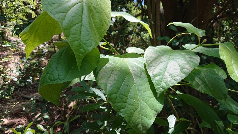 Fragrant Premna photo 7