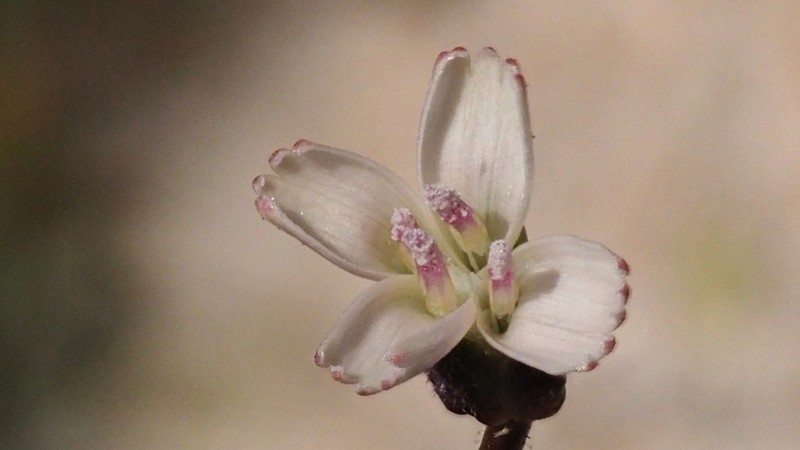 Brightwhite photo 3